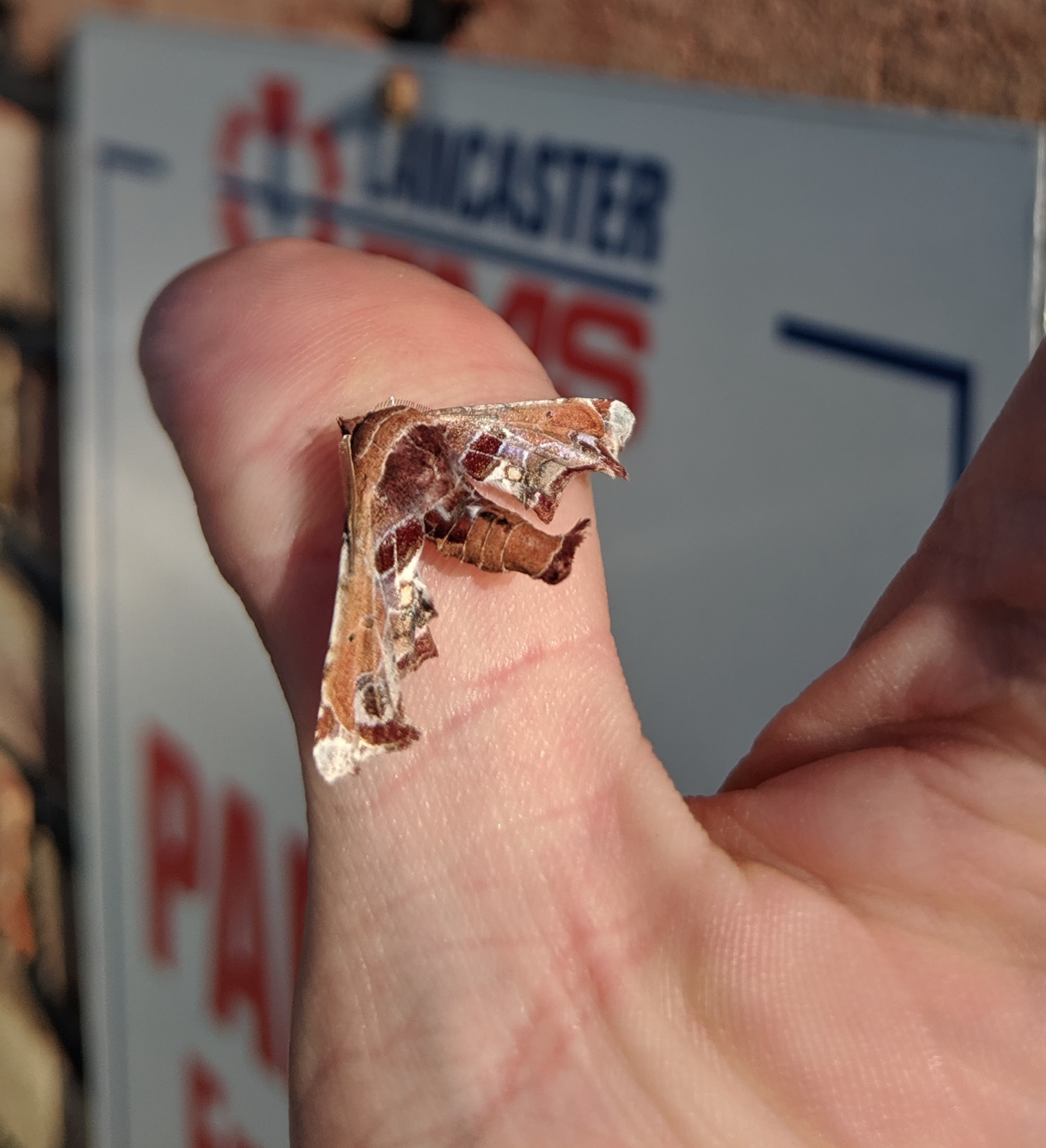 Super great.  Eats poison ivy, too_20190524.jpg